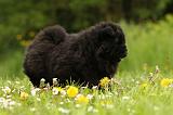 CHOW CHOW 517